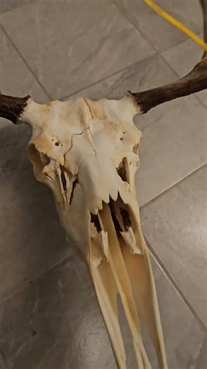 Broken moose skull fixed #moose #taxidermy