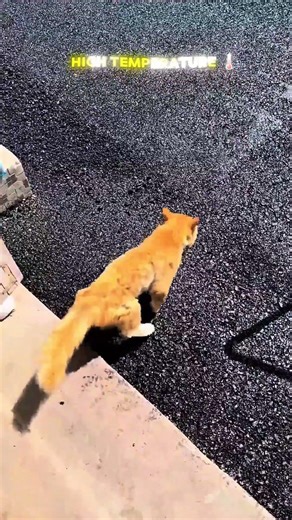 High temperature 🌡️ world record #trendingshorts