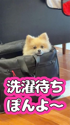 洗濯待ちぽんよ〜 #shorts