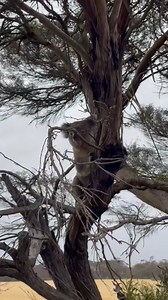 1.6K views · 44 reactions | Name a better Australian wildlife hotspot than Kangaroo Island 輦 #australia #australiawildlife #kangaroo #koala #animals #wildlife #kangarooisland | Freedom Destinations - The Australia Experts | Facebook