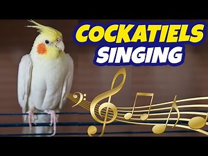 🦜🎵 COCKATIELS SINGING Various Whistles | Great to Encourage Your Cockatiel to Sing! 🎶
