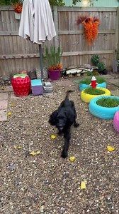 Someone really enjoyed playing with the jolly egg today 🥰🐶 | Simply K9 Ltd