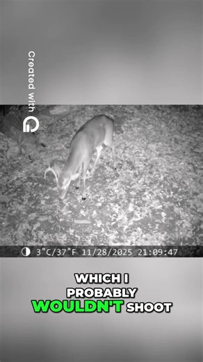 Are Coyotes Ruining Your Deer Season?🦌￼￼ #wildlife #deerhunting #nature #hunting #hunter