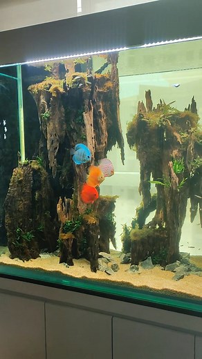 179K views · 3.6K reactions | Discus  #fblifestyle #Nature #Discus | CHASE Aquatics | Facebook