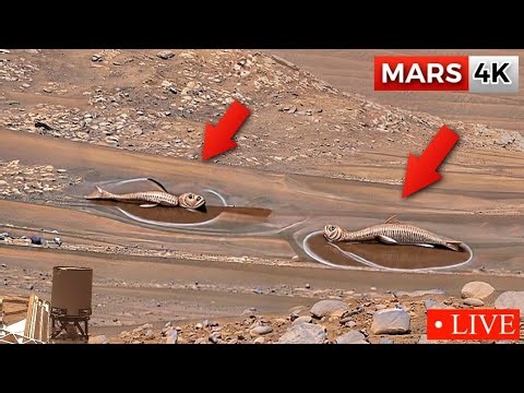 NASA's Mars Rover Sent Most Remarkable 360° Footage of Mars SOL 1510! Perseverance Mars 4K Video
