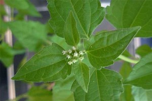 Chromolaena odorata - Alchetron, The Free Social Encyclopedia