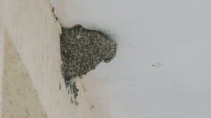 Swallow Bird Mud Nest Under Eaves Stock Footage Video (100% Royalty-free) 15172633 | Shutterstock