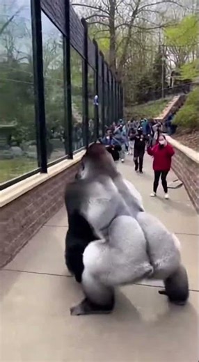 UNBOUND STRENGTH: Silverback Gorilla Clears Security Barrier! (Full Power)