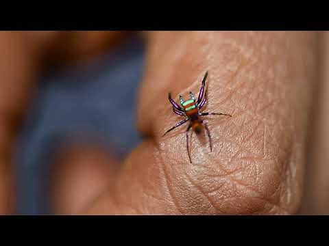 Chrysilla Volupe, the Rainbow Spider