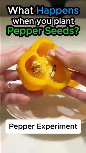What Happens When You Plant Pepper Seeds #experiment #gardening