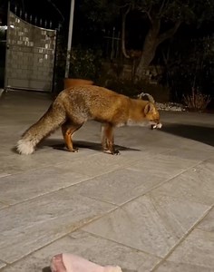 🦊 #fox 💗 | SMREwind