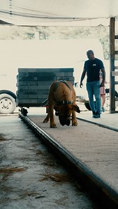4.7K views · 2.5K reactions | Sun Wukong, owned by @coldriverboerboels putting in work at the @empirestateworkingdogs in NY. Weight pull isn’t just sport—it’s power, grit, and discipline.  #bullymax #bullymaxdogfood #dognutrition #highperformancedogfood #apbt #weightpulldog #dogsport #dogs #adba #topdog | Bully Max | Facebook