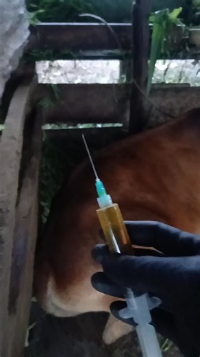 Vitamin injection for cattle with Bovine Ephemeral Fever #cattle #bull #cow #animals #fbpro #fyp | Fentri Darma Yoga