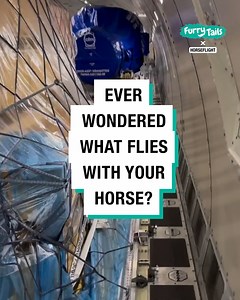 Take a look inside the cargo hold of a horse transport flight 🐎😮 | Furry Tails