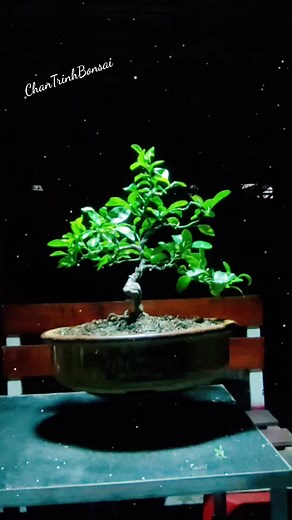 Lemon tree Bonsai. Have a nice day!