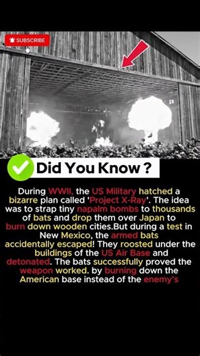 They Attached Bombs to Bats It went WRONG