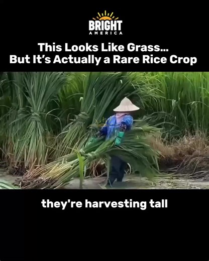 At first glance, it looks like farmers are cutting tall grass in muddy water… But this is actually Manchurian wild rice, a traditional crop grown not for its grain but for its edible stem. 🌾 Unlike regular rice farming, the stems are harvested by hand at a precise moment, when fungal interaction causes the plant to swell into a crisp, tender vegetable. It’s one of those forgotten food traditions that reminds us how much nature can transform what we eat. Credits: Grandpa Kimo @Grandpakimo If you