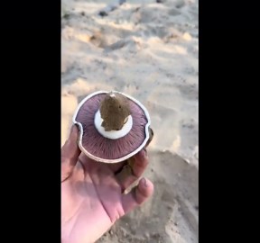 Naturally dried mushrooms found under the sand in Xinjiang, China