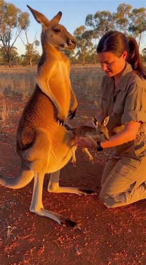 Kangaroo Brings Its Baby to a Human | Amazing Heartwarming Moment #wildlife #nature #animals