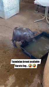 Tazminian breed available Barato lng..🤣🤣 #fbreelsfypシ゚viralシ #reelsvideoシ #fbyシvideo #fbreels #fypシ #buhayhograiser #buhaymagbababoy #buhayprobinsya @highlight Angel Colection Nehj Trejeros AC Perez Ria Godefroy Jenny O. Garcia Irene Joy Penafiel Blaya Queenie Rose Mayormita | Toto Art PigFarm