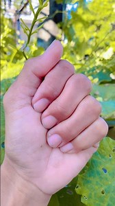 how to larva and butterfly strong and bright #larvas #butterfly #insects #nature