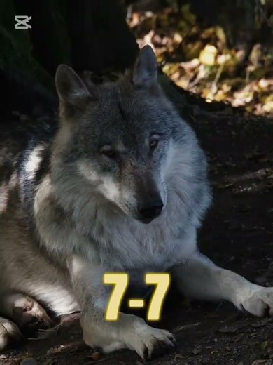 Grey Wolf vs Spotted Hyena #edit #greywolf #spottedhyena #animals #wildlife