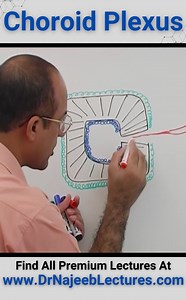 6.6K views · 169 reactions | Choroid Plexus. The choroid plexus is a complex network of capillaries lined by specialized cells and has various functions. One of the primary functions is to produce cerebrospinal fluid (CSF) via the ependymal cells that line the ventricles of the brain. | Dr. Najeeb | Facebook