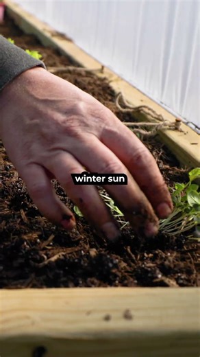 Cold-Hardy Winter Crops That Thrive in an Unheated Hoop House