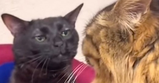 Este es el origen del meme del gato negro viral en TikTok que nos representa cuando estamos frustrados