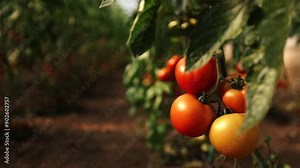 Tomatoes in a greenhouse. 4K video with some bio eco agriculture tomato plants inside a greenhouse. Planting and harvesting tomatoes vegetables. selective focus