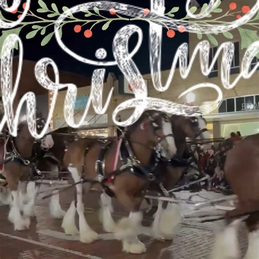🐴🎄 HOLY HOOFBEATS, NACOGDOCHES! 🎄🐴 Last night's Lighted Christmas Parade was SPECTACULAR! 🎅✨ Those Budweiser Clydesdales kicked things off in the most EPIC way possible - their powerful hooves echoing down our red brick streets sent chills down our spines! What a way to start a parade! 🔥💫 (Can we do that every year?!) The energy downtown was ELECTRIC! New friends, old friends, families, kids with wide eyes watching the lights - we have NEVER seen a Christmas parade quite like that before!