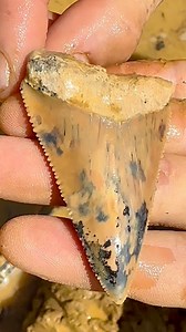 17K views · 253 reactions | Surprising colors on this prehistoric Great White Shark tooth fossil found digging at Palmetto Fossil Excursions during their last event. We’re less than a month away from Megfest here October 16-19 where you can dig for shark teeth 24 hours a day, but also with food trucks, live music and Megalodon Mud Wrestling. We’ll be there again this October with several of our other influencer friends digging for more shark teeth like this one | SHRKco | Facebook