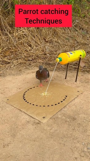 Parrot Catching Techniques #comedy #funny #birds