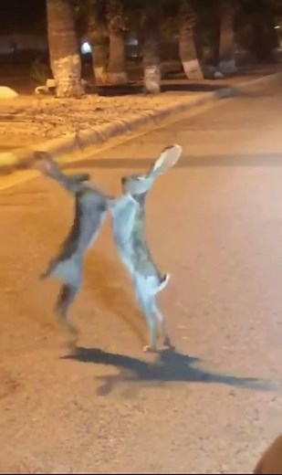 Adorable Bunny Street Fight Goes Viral