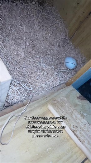 Caring for Backyard Chickens: Egg Color Variations