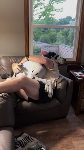 156K views · 2K reactions | Best buddies!!! Lap dog time. #LapDog #GreatDane #DogLovers #DogDad | Larry_the_great_dane | Facebook