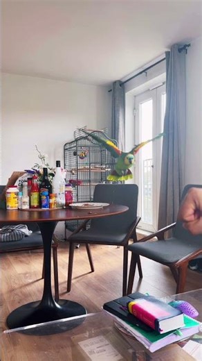 Amazing flying by My Roko Amazon parrot #amazonparrot #parrot #birds #shorts #talkingparot #pets
