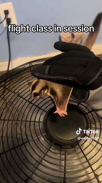 Exploring Flight Class Techniques for Smooth Gliding