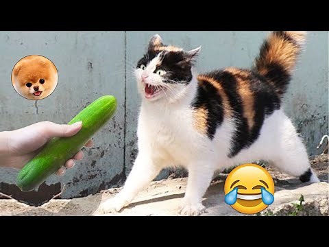 LOS MEJORES SUSTOS GATOS VS PEPINOS LINDOS GATOS 33# 😂 pais de animales