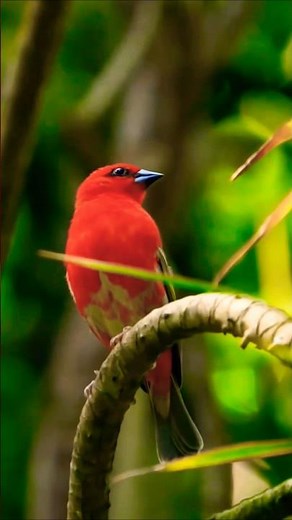 Madagascan Weaver (Foudia madagascariensis), also known as the Red Fody
