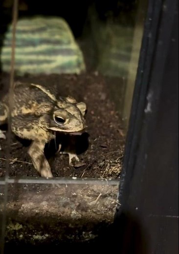 Cute Gulf Coast toad (Incilius valliceps)