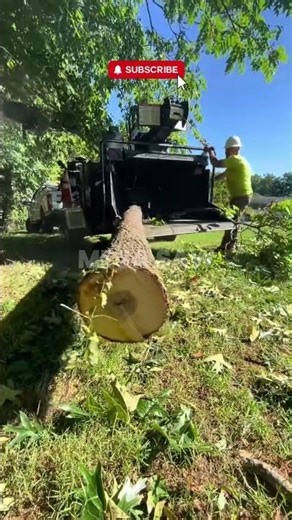 How to get into the tree business! 🌲🤷‍♂️