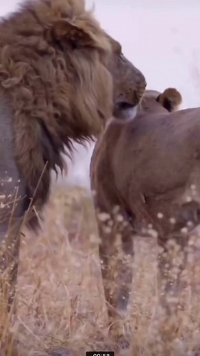 1M views · 8.6K reactions | Safari costs. It worth the reading.珞Dear...