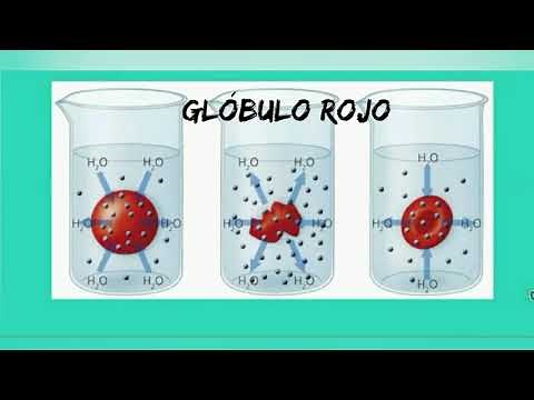 Medio hipertónico, hipotónico e Isotónico.