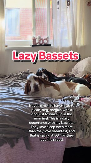 Lazy Bassets: A Day in the Life of Sleepy Dogs
