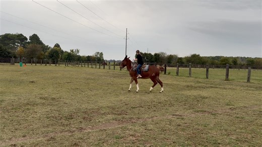 111 reactions · 9 comments | GUS AND NEELI GETTING SO MUCH BETTER ON BARRELS !! | Max Bishop | Facebook