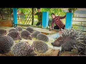 LOVELY MOMENT | 2 GIANT PYTHONS Guarding 1000+ Eggs – Harvesting 1000+ Ducks After 365 Days of Care