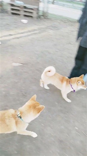 Дюна и Эми #pets #shibainu