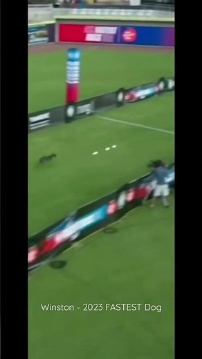 Winston - WORLD’S FASTEST Dog 💨#animals #shorts
