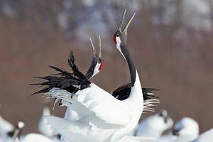 At one point there were only 33 of these beautiful cranes left, but now there's over a 1,000 so they've reason to dance the way they do... Discover the astonishing variety of wildlife that thrives on Wild Japan: https://lovenature.vhx.tv/videos/lovenature-wild-japan-mezzanine | Love Nature